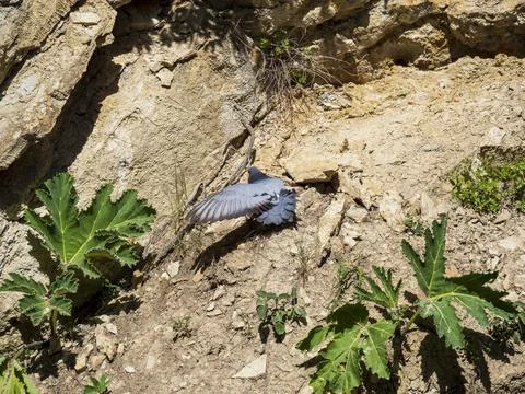 Bird in the mountains Stock Photos