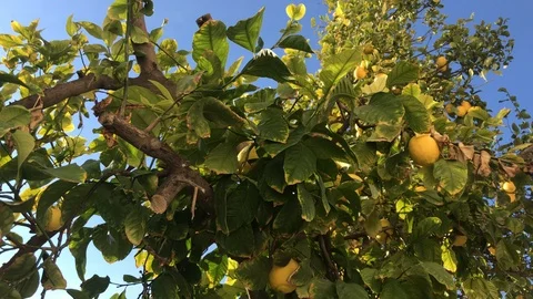 Bird moves leafs of a lemon tree Stock Footage 100239194