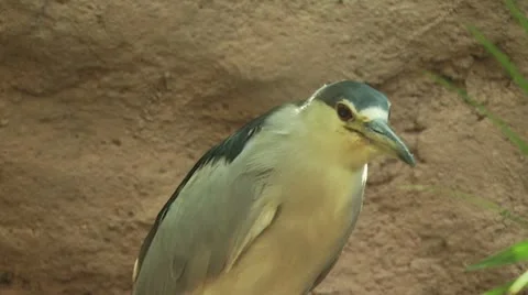 Bird Moving Around Video stock 19050544