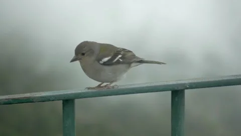 Bird moving in fence Stock Footage 220690632