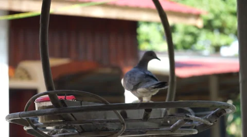 Bird Moving Flapping Wing On Cageless Bird House Stock Footage 34635004