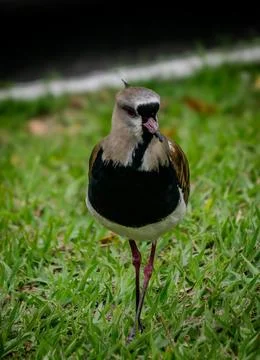 Bird moving over the grass Stock Photos