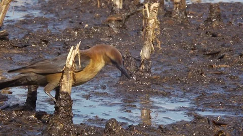 Bird in muddy pond Stock Footage 111222345