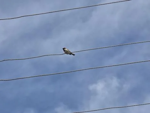 Bird on Multiple Power Lines with Cloudy Sky Stock Photos