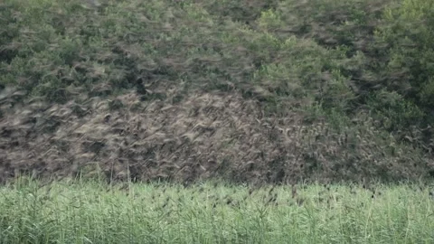 Bird murmation take off Video stock 201473082