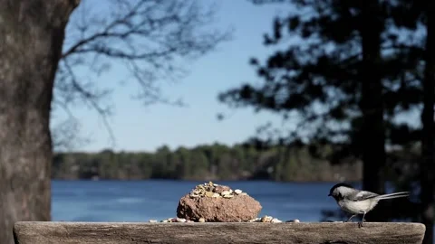 Bird must choose the right nut before leaving with it. Video stock 148676474