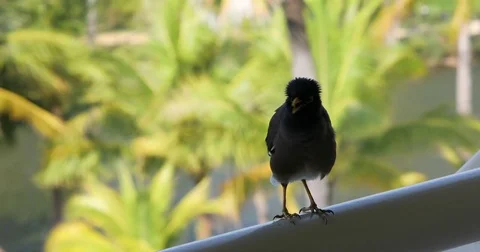 The bird Mynah on the balcony Stock Footage 73111110