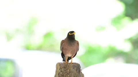 Bird (Mynas) Stock-Footage 91693264