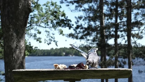 Bird nabs a bit of bread then flies away with it. Video stock 148675567