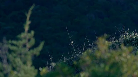 Bird in the nature flying away flapping Stock Footage 94421792