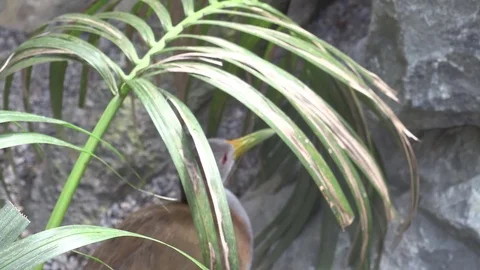 Bird in nature Stock Footage 107094471