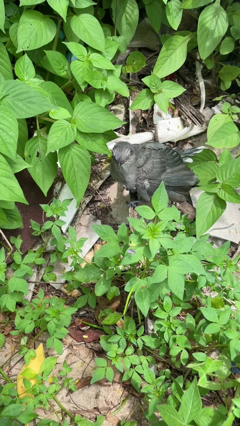 Bird in nature. Stock Footage 211812044