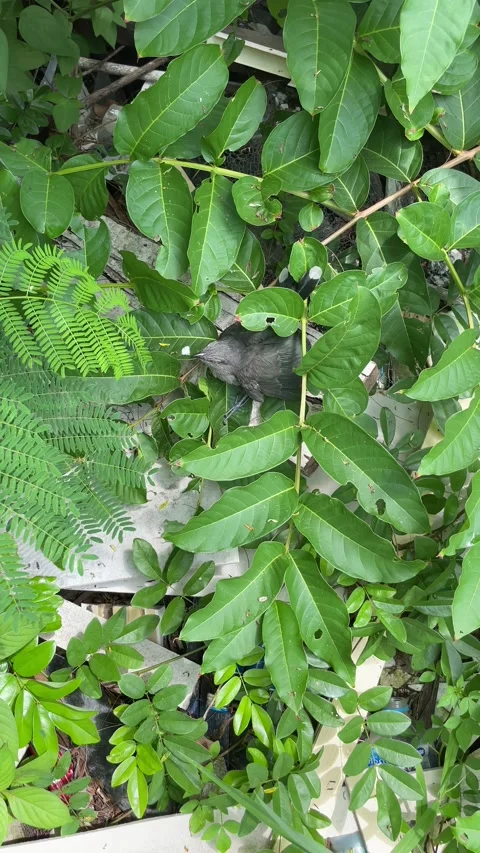Bird in nature. Stock Footage 211812045