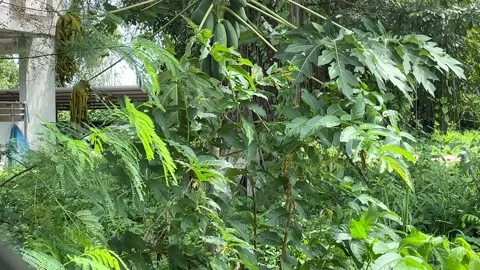 Bird in nature. Stock Footage 211812050