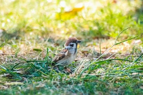 Bird in nature Fotos Stock