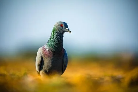 Bird in the nature. Stock Photos