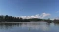 Bird nature reserve HD 동영상