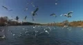 Bird nature reserve HD Footage