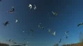Bird nature reserve HD Footage