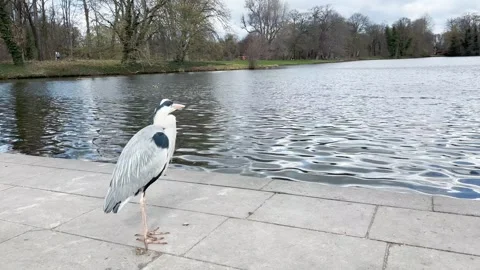 Bird near lake Stock Footage 240120087