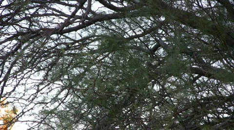 Bird nest 2 Stock Footage 345852