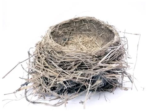 Bird nest 2 Stock Photos