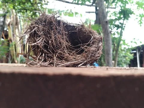 Bird nest 2 Stock Photos