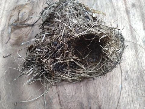 Bird nest 5 Stock Photos
