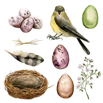 Bird with a nest and eggs, easter decor Stock Illustration