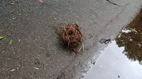 Bird nest on asphalt ground on a raining day Stock Footage 259706933