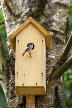 Bird on nest box Stock-Fotos