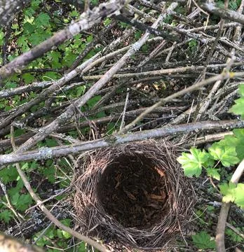 Bird nest in the branches Stock Photos