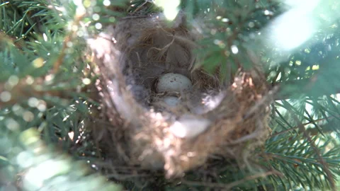Bird nest in the branches of spruce Stockbeeldmateriaal 110875132