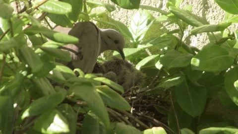 Bird in nest with chicks Stock Footage 152189019