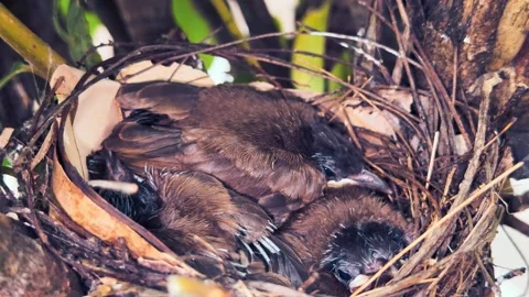 Bird Nest Chicks Resting Together Safe In Small Tree Branch,video Stock Footage 340719735
