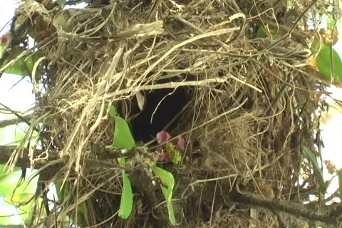 Bird nest close-up plus audio Stock Footage 703327