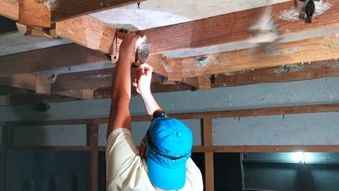 Bird Nest Collecting Process Stock Footage 106859218