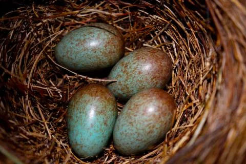 Bird nest containing four blue and brown eggs Stock Photos