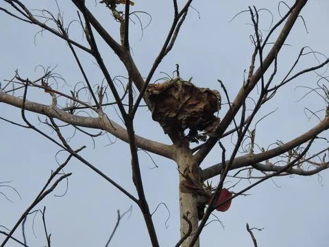Bird nest on a dead tree Stock Photos