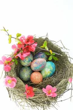 Bird nest with decorated Easter eggs Stock Photos
