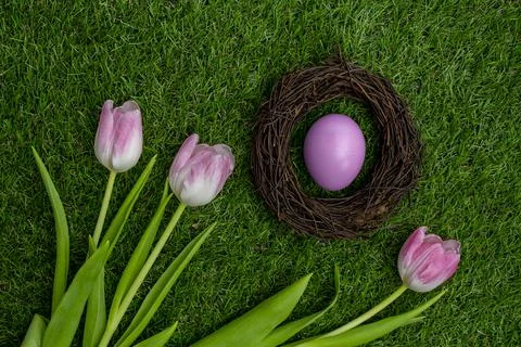 Bird nest with a Easter egg on green grass with pink tulips. Stock Photos