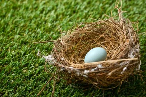 Bird nest with egg Stock Photos