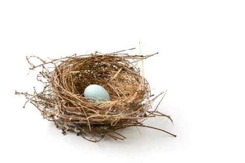 Bird nest with egg Stock Photos
