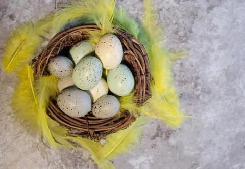 Bird Nest Eggs and Yellow Feathers Stock Photos
