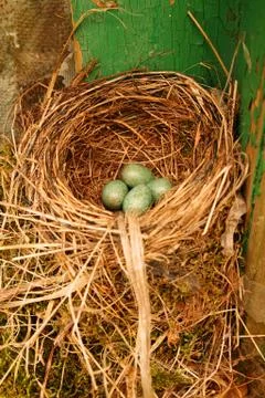Bird nest eggs Stock Photos