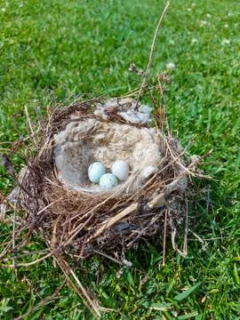 Bird nest with eggs Stock Photos