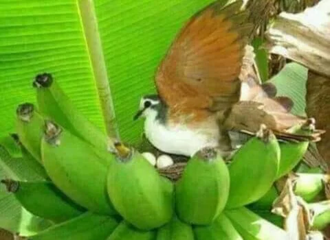 A bird on a nest with eggs. Stock Photos