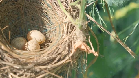 Bird nest with eggs on a tree branch in the wild Stock Footage 136490293