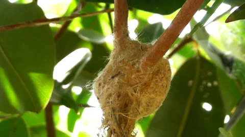 Bird in a nest Vídeo Stock 38327418