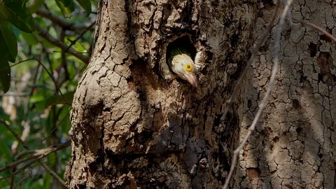 Bird in nest. Stock Footage 104933114